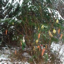 20191213 105320 220x220 - PRAV POSEBNO BOŽIČNO DREVO