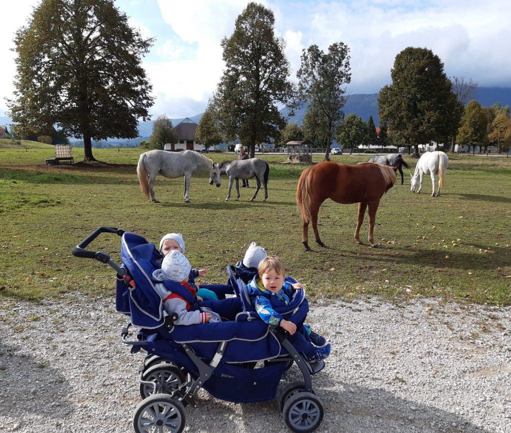 20201002 102450 1024x868 - RIBICE, DOBRODO&Scaron;LE V VRTCU