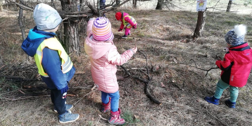 TUDI SRNICE IMAMO ˝SVOJ KOŠČEK GOZDIČKA˝