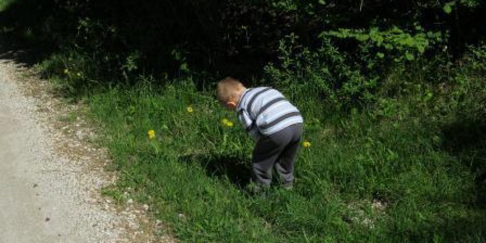 Pripravili smo regratov med…